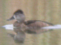 Ring-necked Duck